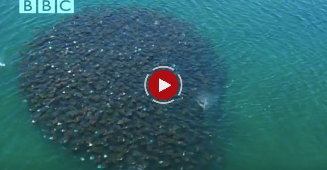 Incredible Flying Rays