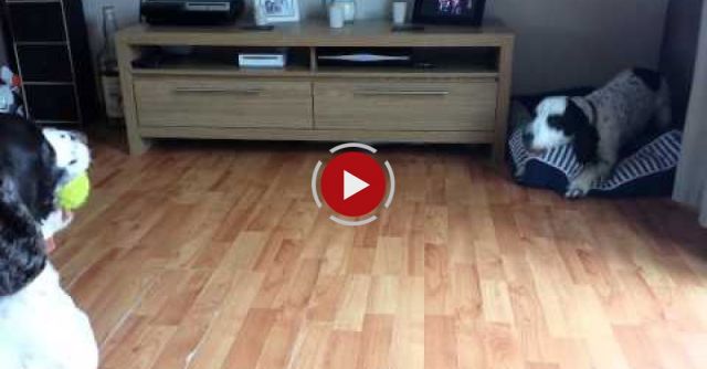 Hey, Thats My Ball !