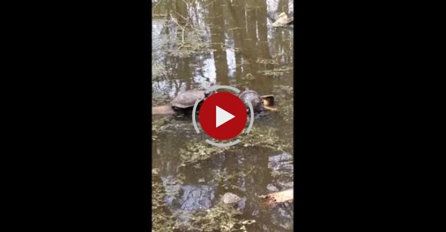 Turtle Trying To Get Up On A Log Fail.