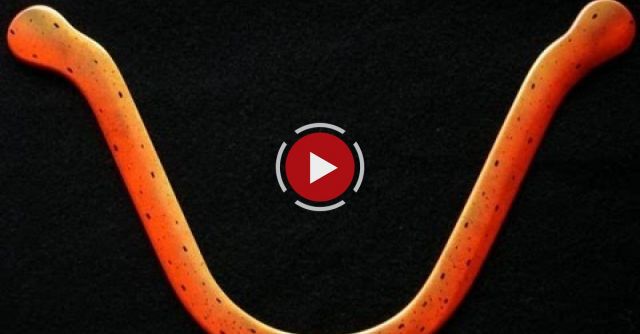 Returning Boomerang Flight 