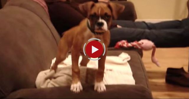 Bella The Boxer Shaking And Wiggling