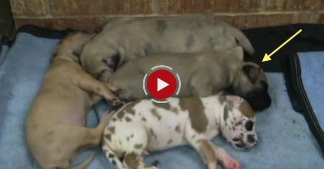 Puppy Comforts Puppy