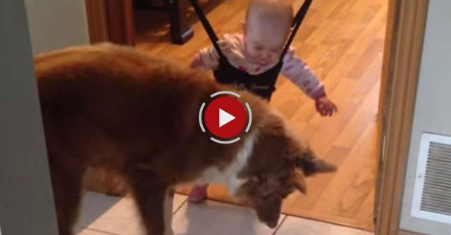Ally & Day, Dog Teaching Baby To Jump