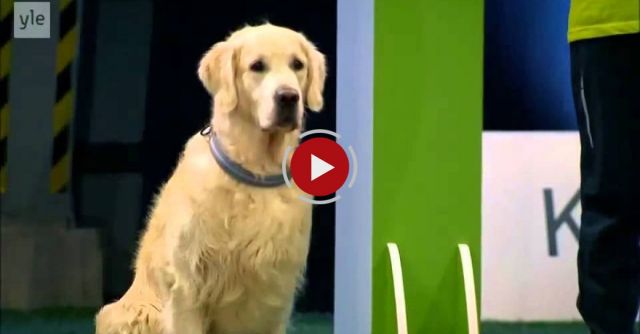 Hilarious Golden Retriever Really Wants To Race But.. First Things First.