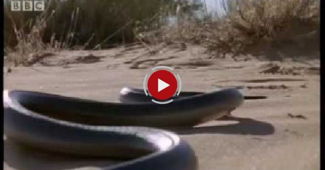 How Snakes Move & 'run' - Serpent - BBC Animals