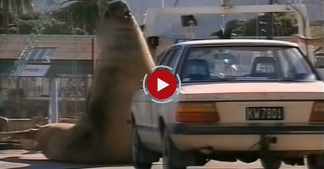 Walrus/Elephant Seal Smashes Into Cars