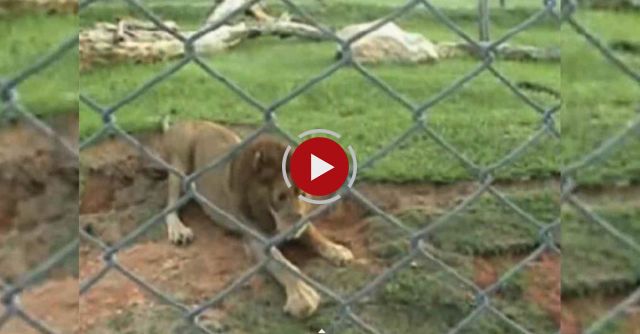 Circus Lion Freed From Cage Feels Earth Beneath His Paws For The First Time
