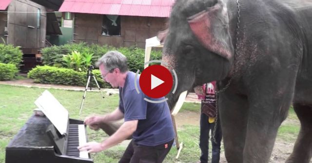 Piano Duet With Peter The Elephant