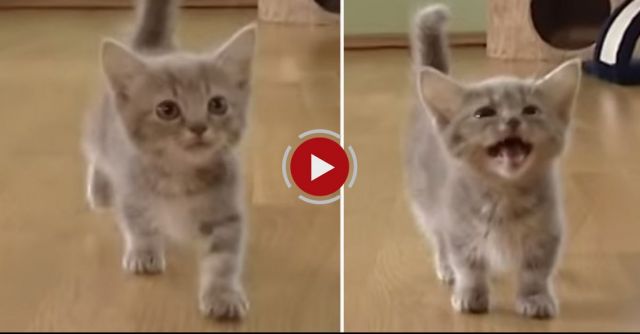 Cute Munchkin Baby Kitten Talks Too Much