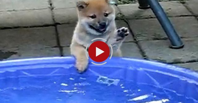 Shiba Puppy Playing In The Pool.