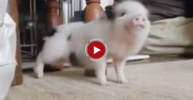 Micro Pig Goes Twerk, Twerk, Twerk To 'Work, Work, Work'