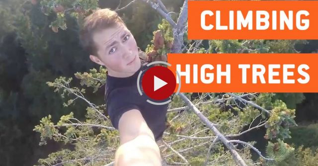 Climb A Tree... A Large One.