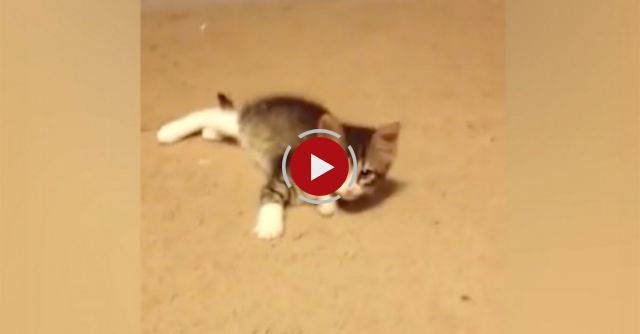 Kitten Has Hilarious Reaction To Her Reflection