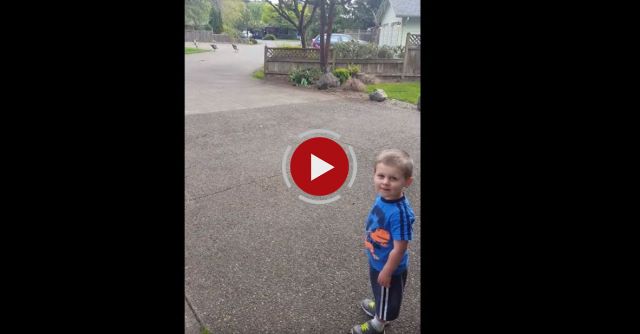 2 Year Old Talks To Turkeys