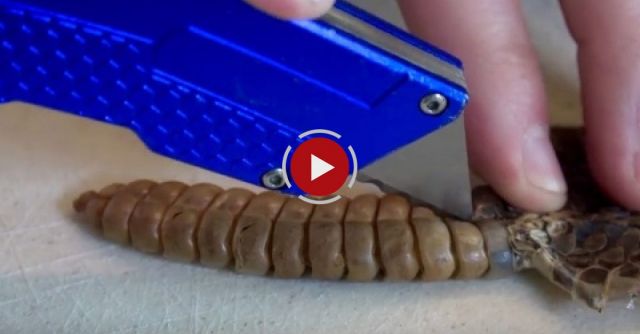 What's Inside A Rattlesnake Rattle?