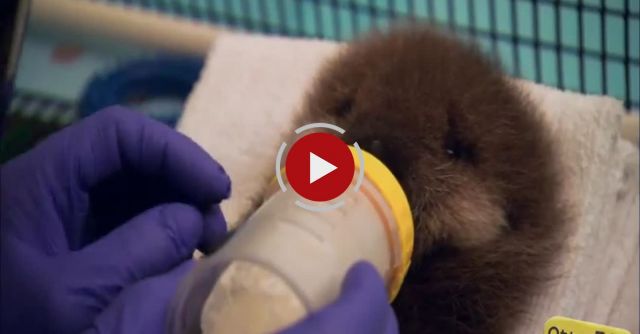 Baby Otter Squeaks When Introduced To Water