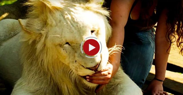 Lions Treat Woman Like The Leader Of The Pride