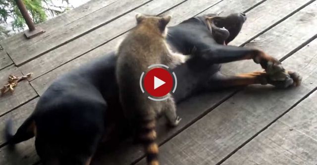 Coon Dog Rock And Raccoon Ringo Playing...