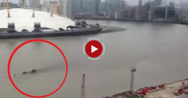 Mysterious Giant Creature/Object In The Thames