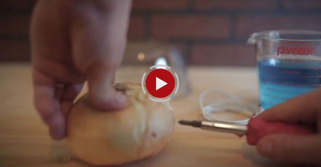 How To Charge Your Phone With An Onion And Electrolytes