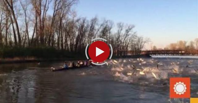 Rowers Attacked By Flying Asian Carp 
