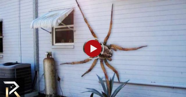 The Biggest Bugs Ever Found