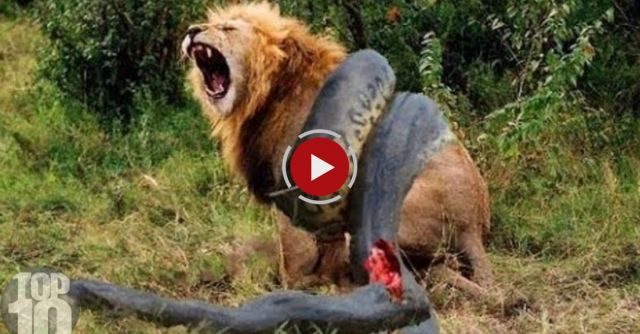 10 CRAZIEST Animal Fights Caught On Camera
