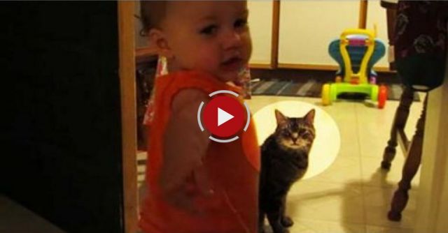 Cat Talks To Baby