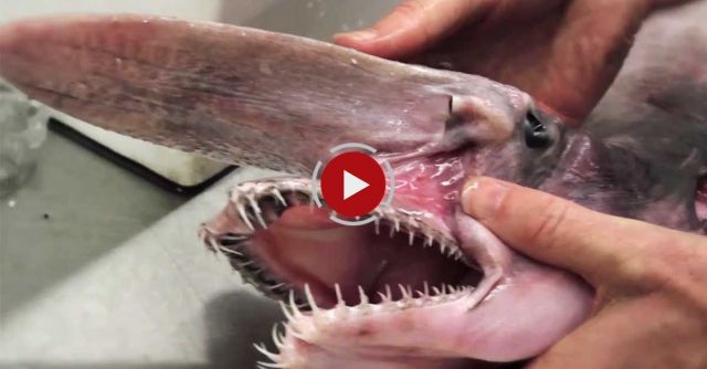 Goblin Shark