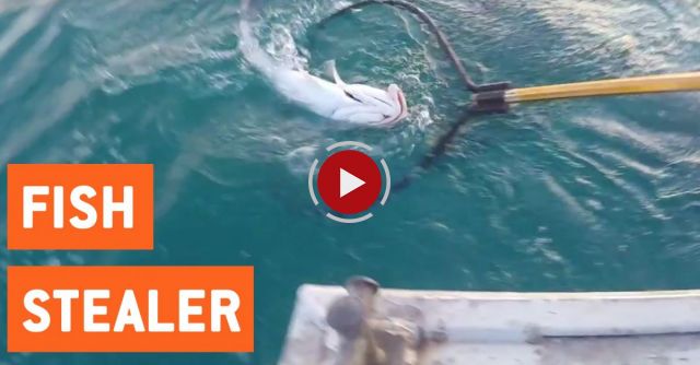 Giant Grouper Fish Tries To Steal Catch 