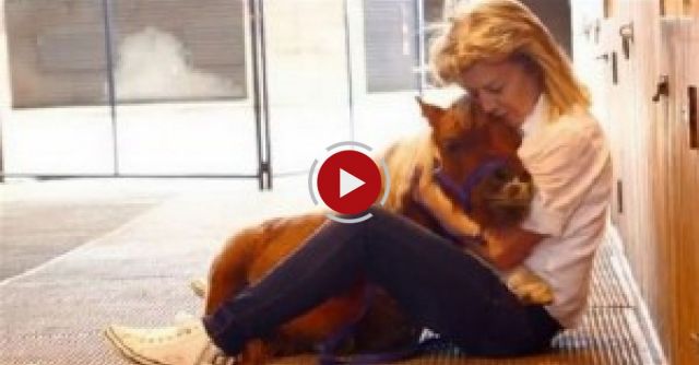 Tiny Horse: Cute Steed Suffers From Dwarfism