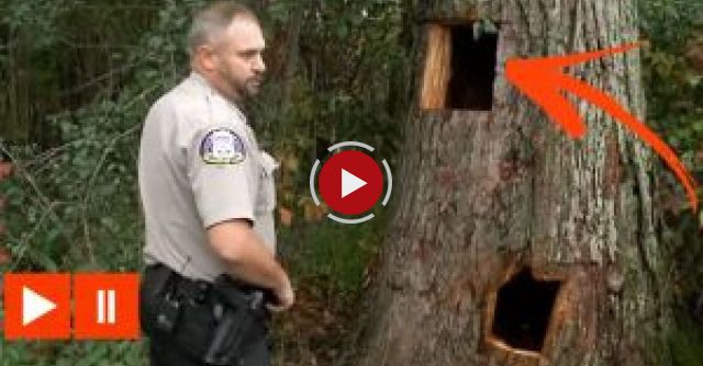 Bear Cubs Get Stuck In Tree Trunk
