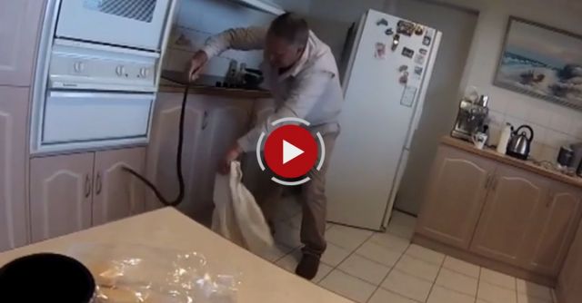 Eastern Brown Snake Lays Eggs - Could Have Been Under The Fridge!