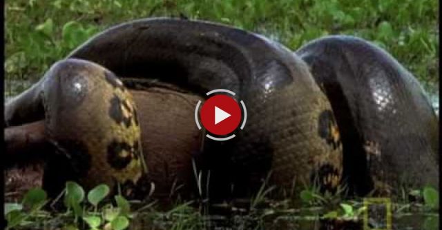 Anaconda Stalks World's Largest Rodent