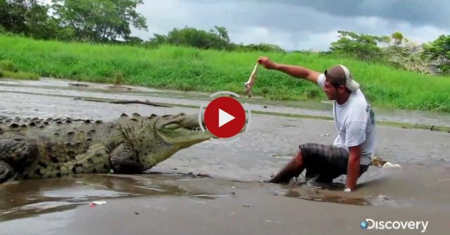 How Not To Feed A Crocodile