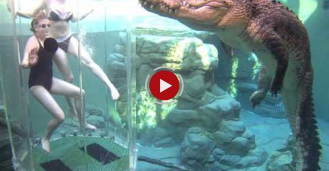 Swim With A Hungry Saltwater Crocodile