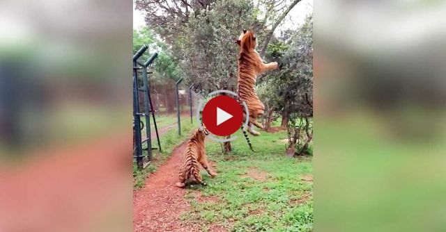 Tiger Jumps To Catch Meat, Filmed In Slow-motion