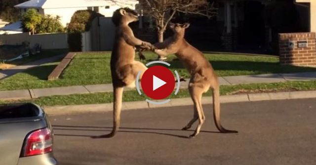 Wild Kangaroo Street Fight Aussie Style