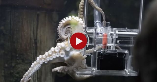 World's First Octopus Photographer
