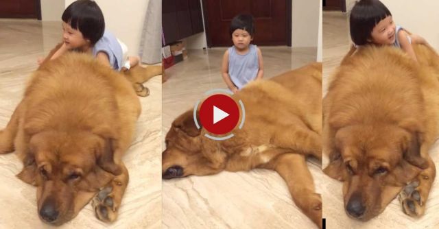 Gentle Giant Mastiff Plays With Baby