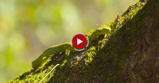 Walk In The Footsteps Of Jane Goodall With Google Maps