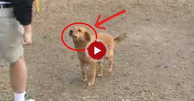 Dog In Swing - Dog On Swing - Dogs Love Swings. Playground.