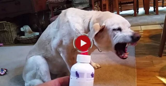 Denver The Guilty Dog Gives The McCheesy