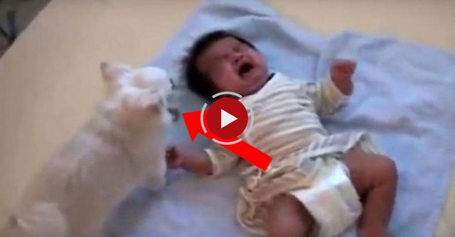 Dog Gives Cookie To Crying Baby