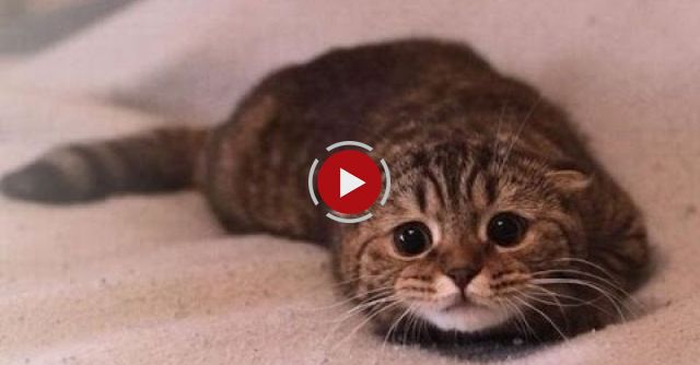 Cute Cats Feel Guilty - Funny Guilty Cat Compilation