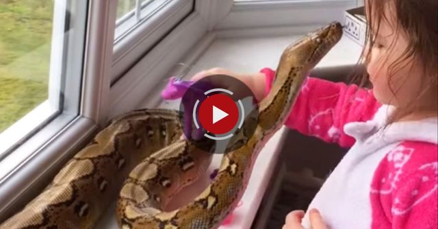 My 3 Year Old Hugging Our 8ft Pet Python