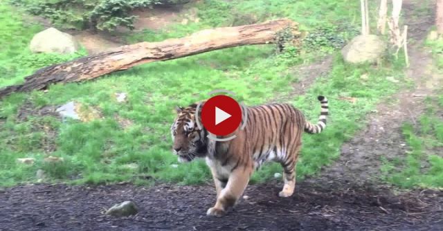 Dublin Zoo Wake Up Call - Tiger Fight