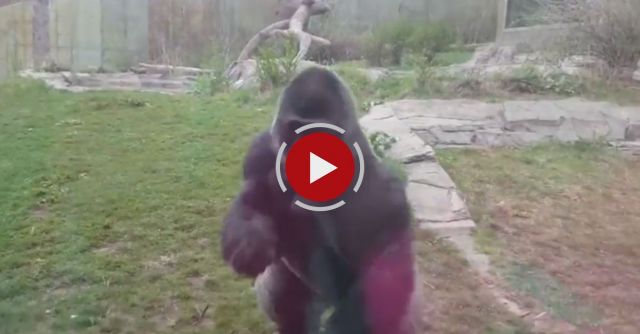 A Three Inch Piece Of Glass Between Life & Death. 