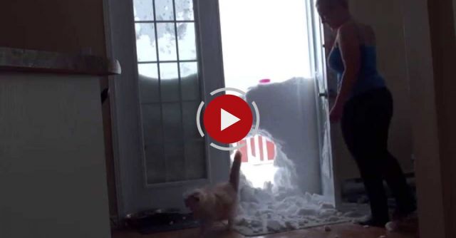 My Cat Jump  Through The Snowbank