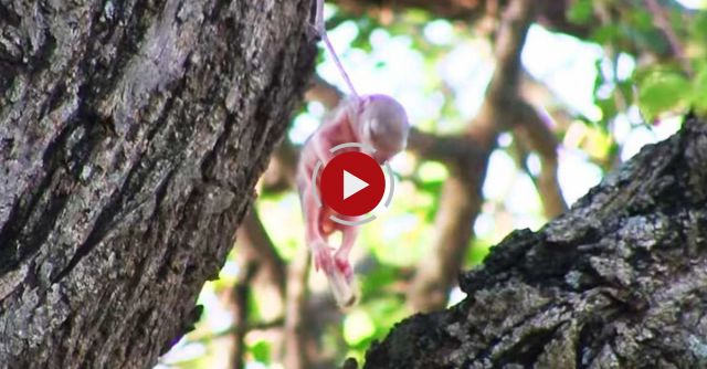 Baby Squirrel Saved From Death In Kruger 